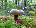 Chestnut bolete, Gyroporus castaneus, mushroom in a forest