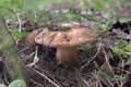 Chestnut bolete in living nature . rarity forest