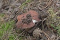 Chestnut bolete, next to a fallen pine cone. cap of the mushroom