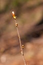 Chestnut branch in the foreground Royalty Free Stock Photo