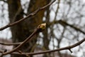 Chestnut branch with spring apical bud Royalty Free Stock Photo