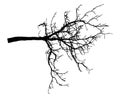 Chestnut branch tree silhouette. Bare branch. Vector illustration