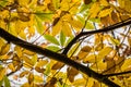 Chestnut branch tree with yellow, green and brown fall autumn seasonal leaves Royalty Free Stock Photo