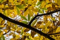 Chestnut branch tree with yellow, green and brown fall autumn seasonal leaves Royalty Free Stock Photo