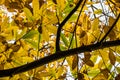 Chestnut branch tree with yellow, green and brown fall autumn seasonal leaves Royalty Free Stock Photo