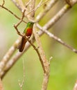 Chestnut-breasted Coronet