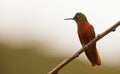 Chestnut-breasted Coronet Royalty Free Stock Photo