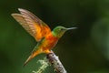 Chestnut Breasted Coronet