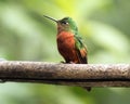 Chestnut-breasted Coronet (Boissonneaua matthewsii) Royalty Free Stock Photo