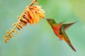 Chestnut-breasted Coronet - Boissonneaua matthewsii Royalty Free Stock Photo