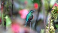 Chestnut-breasted coronet hummingbird Royalty Free Stock Photo