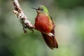 Chestnut-breasted Coronet hummingbird Royalty Free Stock Photo