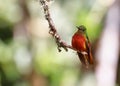 Chestnut-breasted Coronet hummingbird Royalty Free Stock Photo
