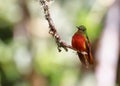 Chestnut-breasted Coronet hummingbird