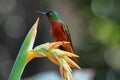 Chestnut-breasted Coronet hummingbird Royalty Free Stock Photo