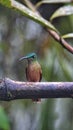 Chestnut-breasted coronet hummingbird on a twig Royalty Free Stock Photo