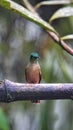 Chestnut-breasted coronet hummingbird on a twig Royalty Free Stock Photo