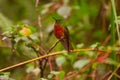 Chestnut-Breasted Coronet in the Rain Royalty Free Stock Photo