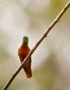 Chestnut-breasted Coronet on twig Royalty Free Stock Photo