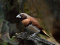 Chestnut-breasted munia (Lonchura castaneothorax)