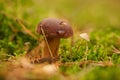 Chestnut, brown cap. Mushroom on the forest floor with moss and pine needles