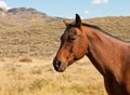 Chestnut Brown Horse