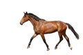 Chestnut brown horse running free on white background Royalty Free Stock Photo