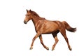 Chestnut brown horse running free on white background Royalty Free Stock Photo