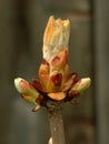 Chestnut bud Royalty Free Stock Photo