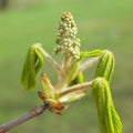 Chestnut bud Royalty Free Stock Photo