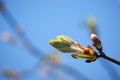 Chestnut bud Royalty Free Stock Photo