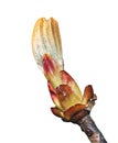 Chestnut bud closeup on white background Royalty Free Stock Photo