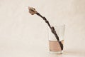 Chestnut bud in a glass of water, stilllife Royalty Free Stock Photo