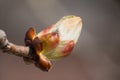 Chestnut bud Royalty Free Stock Photo