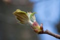 Chestnut bud Royalty Free Stock Photo