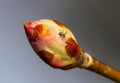 Chestnut bud Royalty Free Stock Photo