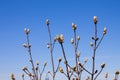 Chestnut bud tree on the clear blue sky background in spring. Horse-chestnut outside Royalty Free Stock Photo
