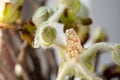 Chestnut buds and leaves