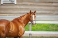 Chestnut budyonny dressage gelding horse with white line in brown bridle