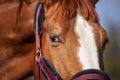 Chestnut budyonny gelding horse eyes Royalty Free Stock Photo