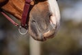 Chestnut budyonny gelding horse mouth Royalty Free Stock Photo