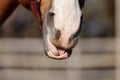 Chestnut budyonny gelding horse mouth with tongue out