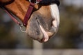 Chestnut budyonny gelding horse mouth with tongue out