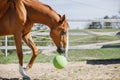 Chestnut budyonny gelding horse with toy ball in mouth Royalty Free Stock Photo