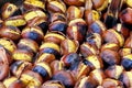 Chestnut Royalty Free Stock Photo