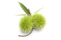 Chestnut bur Royalty Free Stock Photo