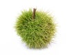 Chestnut bur Royalty Free Stock Photo
