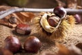 Chestnut with Bur