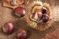 Chestnut with Bur