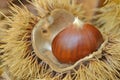 Chestnut in chestnut bur Royalty Free Stock Photo